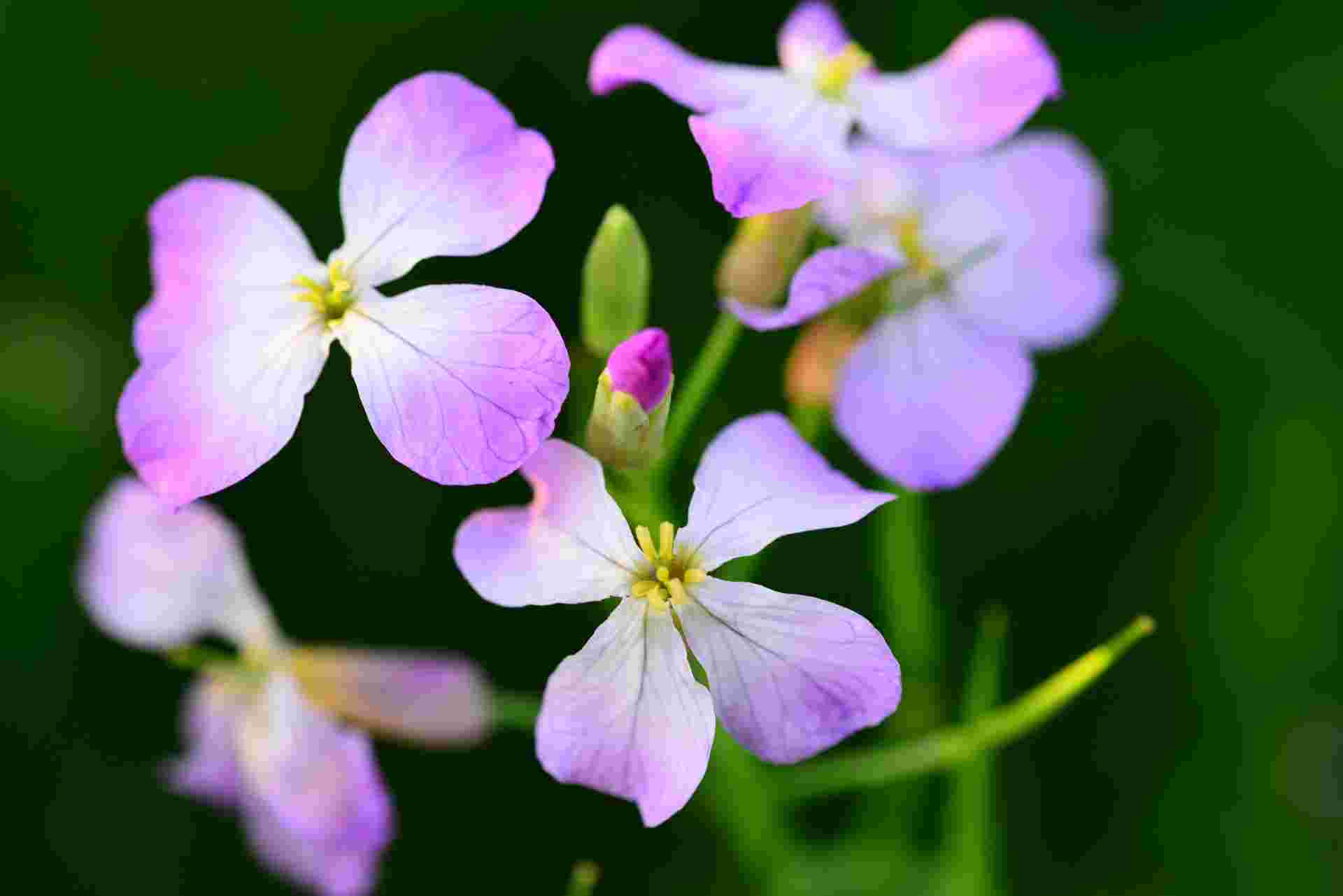 花大根の画像