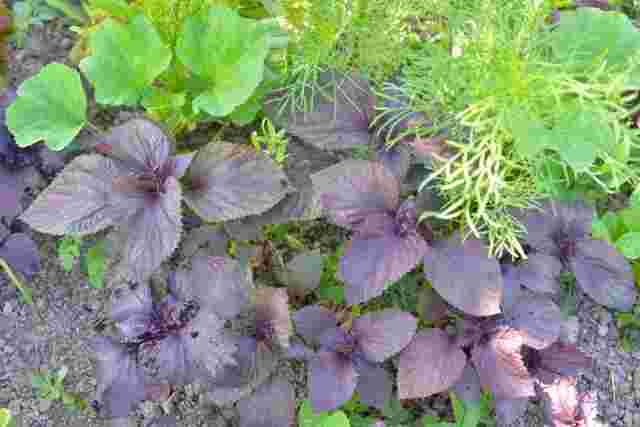 赤紫蘇と青紫蘇を地植えで栽培している