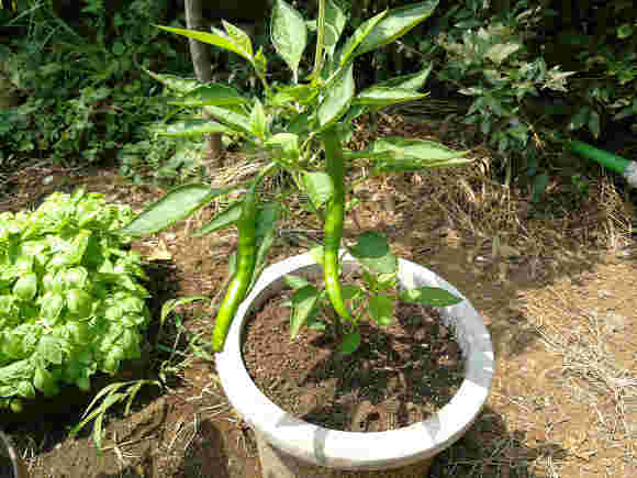 胡椒を鉢植えで栽培している様子
