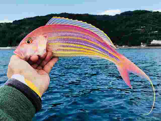 釣り上げられたイトヨリ