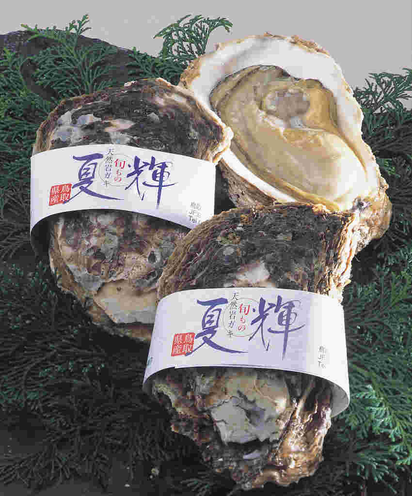 天然岩牡蠣「夏輝」