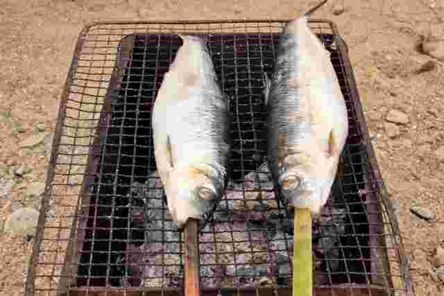 塩焼きにしているニシン