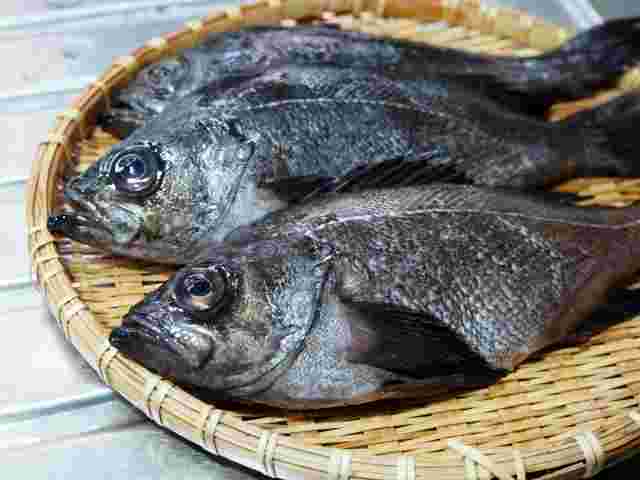 春告魚のメバル