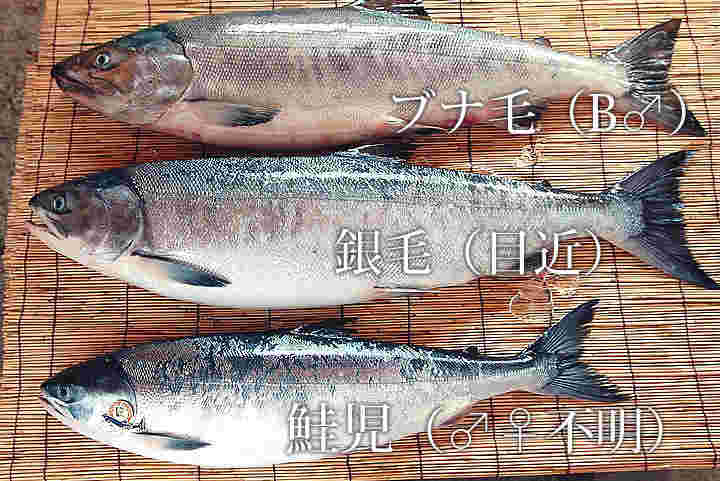 ほかの鮭と並んでいる鮭児