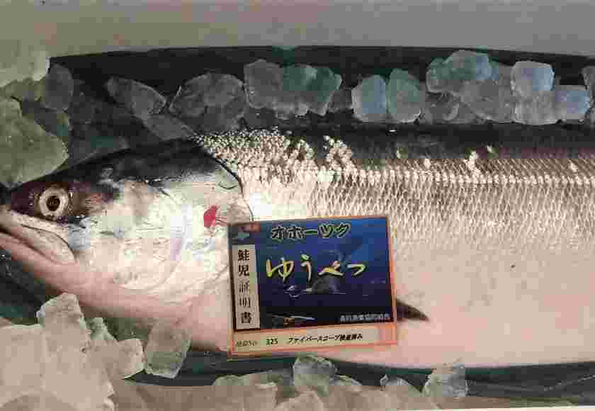 獲れたての鮭児