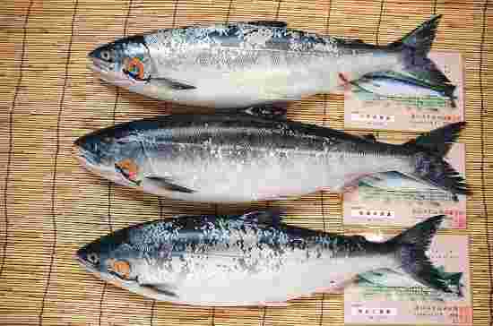 鮭児