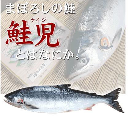 鮭児