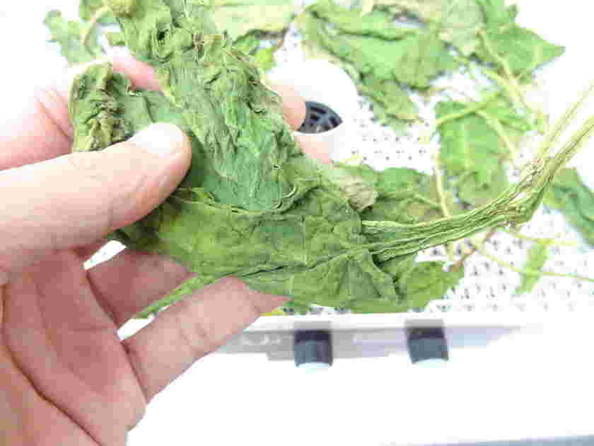 食品乾燥機でつくった干しほうれん草