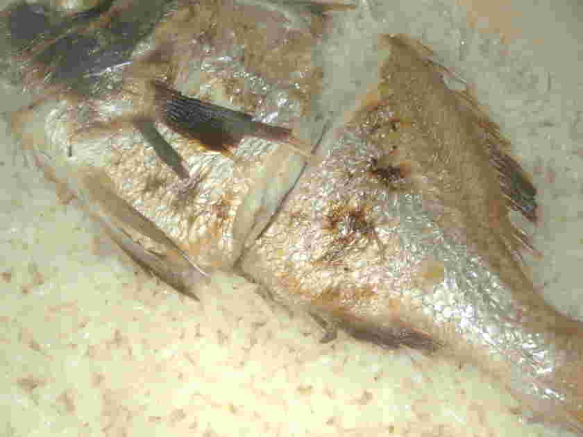 土鍋の鯛めし