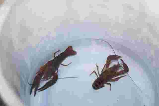 水を張ったバケツの中にいる2匹のザリガニ