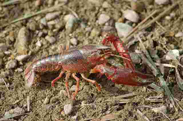 地面の上を歩くザリガニ