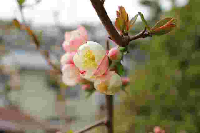 ボケの花