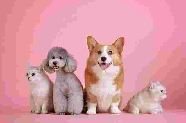 二匹の犬と二匹の猫