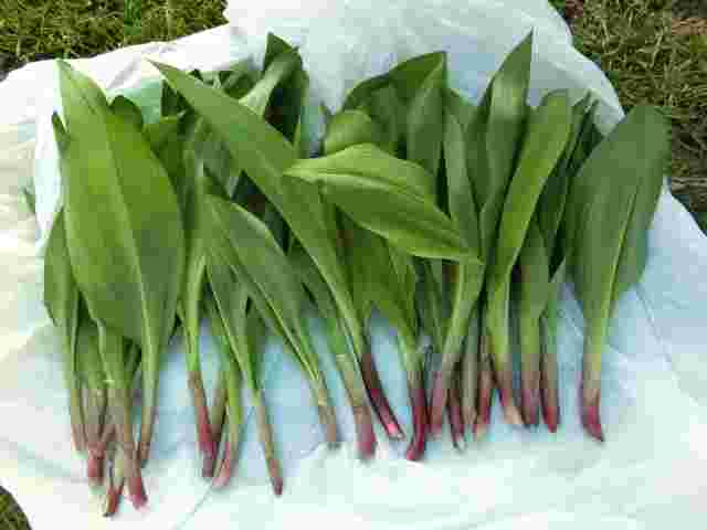 珍しい野菜の行者にんにく