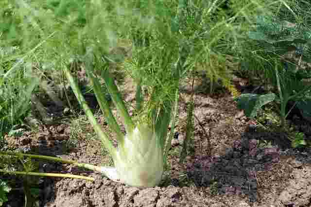 珍しい野菜のフェンネル