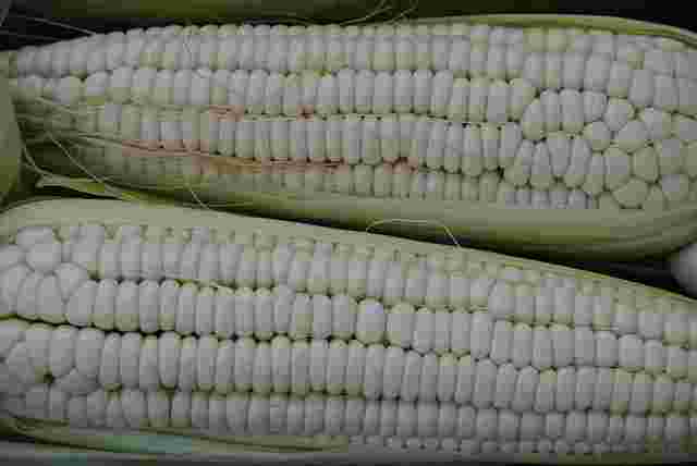 珍しい野菜の白いトウモロコシ