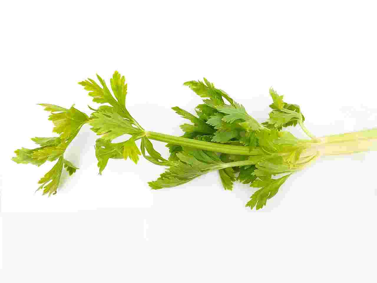 セロリの葉