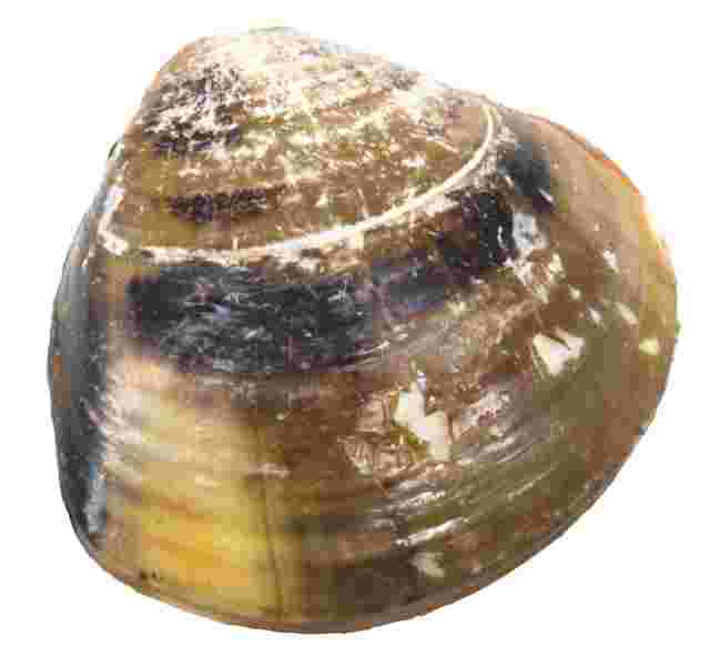 タコと同じように寄生虫がいない魚介である貝