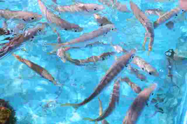 タコと同じく寄生虫がいない養殖の魚