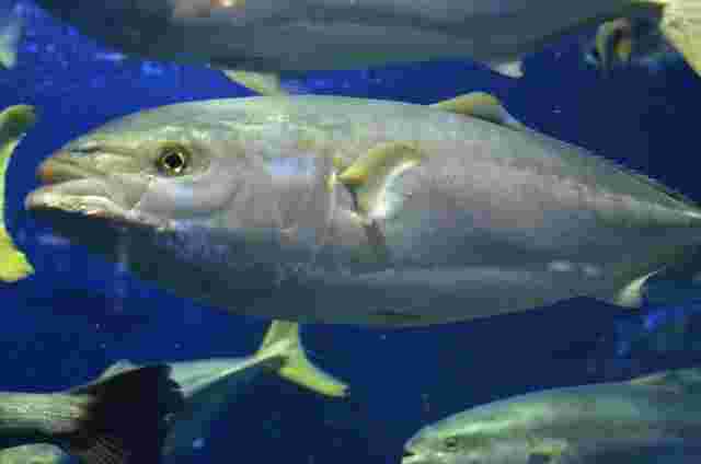タコと同じく寄生虫がいない可能性が高い海底の魚
