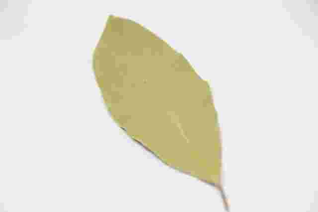 ローリエ