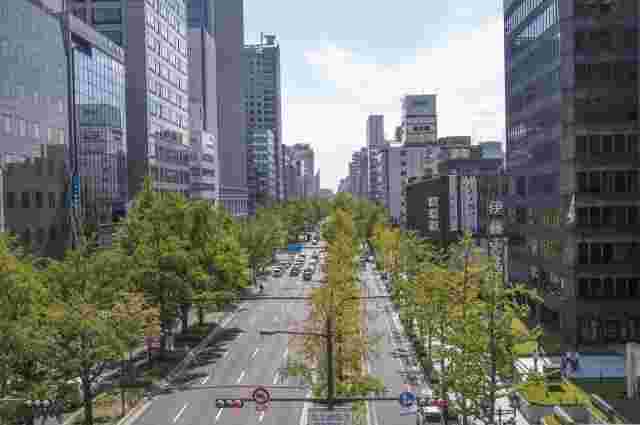 銀杏拾いができる御堂筋